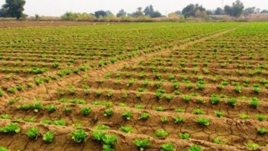 کشت حفاظتی در 24 هزار هکتار از اراضی کشاورزی چهارمحال و بختیاری انجام شد