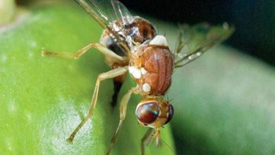 کنترل آفات مگس زیتون و مگس مدیترانه‌ای