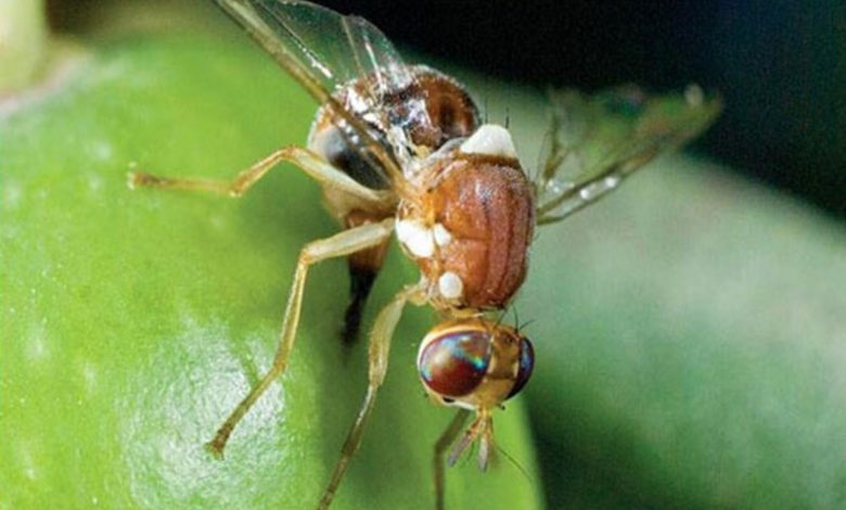 کنترل آفات مگس زیتون و مگس مدیترانه‌ای