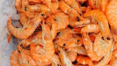 کنگو به دنبال کسب دانش و فناوری پرورش میگوی ایران