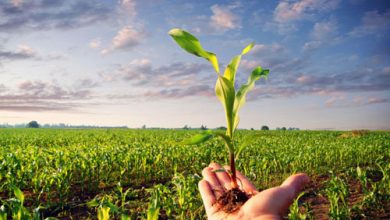 1259 نفر از فارس در بازارگاه نهاده‏های کشاورزی عضو شدند