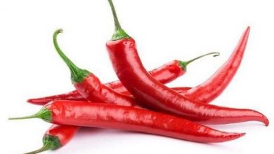 برداشت 5 هزار تن فلفل از مزارع میناب