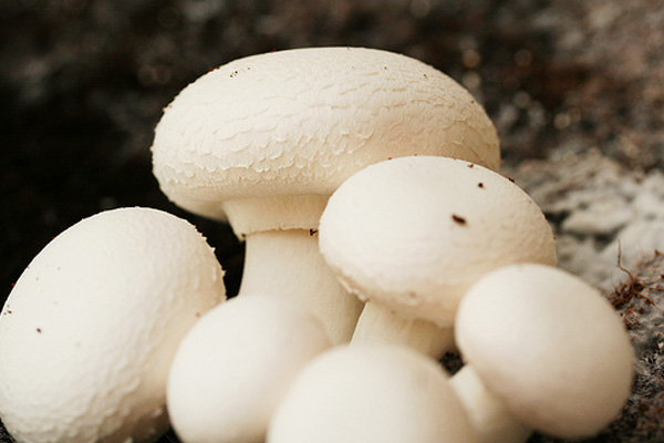 آغاز برداشت قارچ دکمه‌ای در تالش