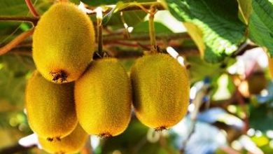 آغاز هرس زمستانه باغ‌های کیوی شهرستان املش