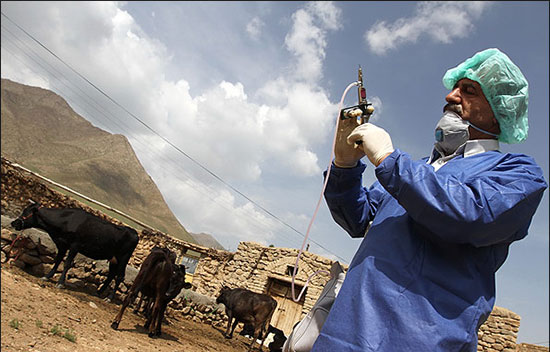 آغاز واکسیناسیون علیه بیماری ویروسی لمپی‌اسکین در دامداری‌های صنعتی و نیمه صنعتی