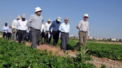اجرایی شدن ۷۷۰ مورد طرح تحقیقاتی و علمی در بخش کشاورزی چهارمحال و بختیاری