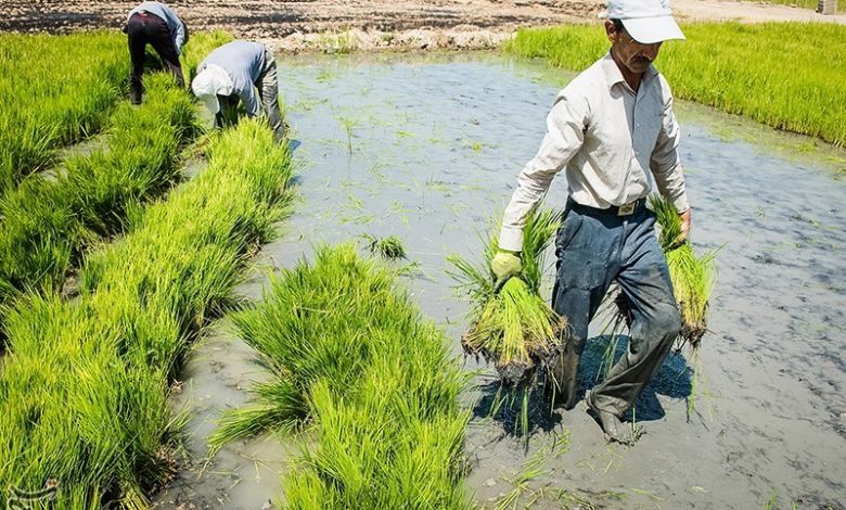 ارزش 5 هزار میلیارد تومانی برنج تولیدی خوزستان