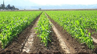 اصول و اهداف کشاورزی ارگانیک