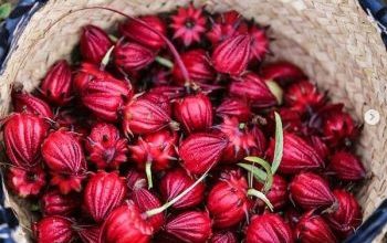 ایجاد اشتغال و جذب گردشگر ارمغان کشت چای ترش در شهرستان کارون
