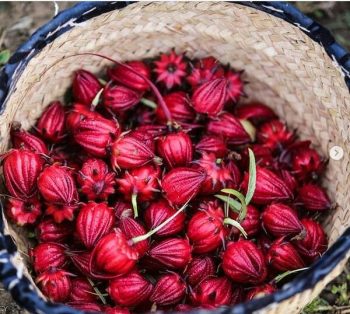 ایجاد اشتغال و جذب گردشگر ارمغان کشت چای ترش در شهرستان کارون