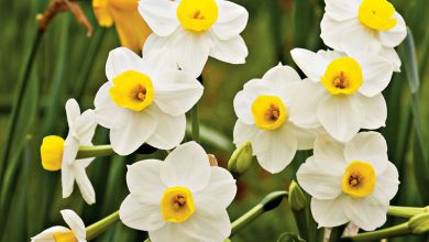 برداشت 12 میلیون شاخه گل نرگس