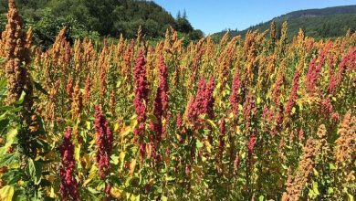 بیشترین سطح زیرکشت گیاه کینوا در قاینات خراسان جنوبی