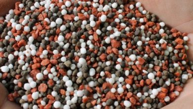 ترمیم زهکش‌ها و مصرف کودهای بیولوژیک و ریز مغذی