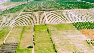 تغییر کاربری قطب های تولید کشاورزی نگران کننده شده است