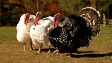 تولید سالانه بیش از 1100 تن گوشت بوقلمون در آذربایجان غربی