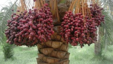خوزستان مهم‌ترین قطب تولید کشاورزی کشور