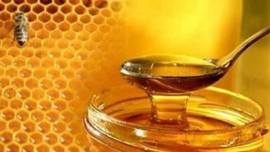 دماوند قطب تولید عسل استان تهران است/لزوم تشکیل تعاونی زنبورداران