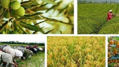 رشد اقتصادی کشور در شش سال اخیر مرهون بخش کشاورزی است