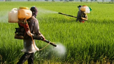 روز جهانی بدون سم با ترویج و توسعه مدیریت تلفیقی آفات