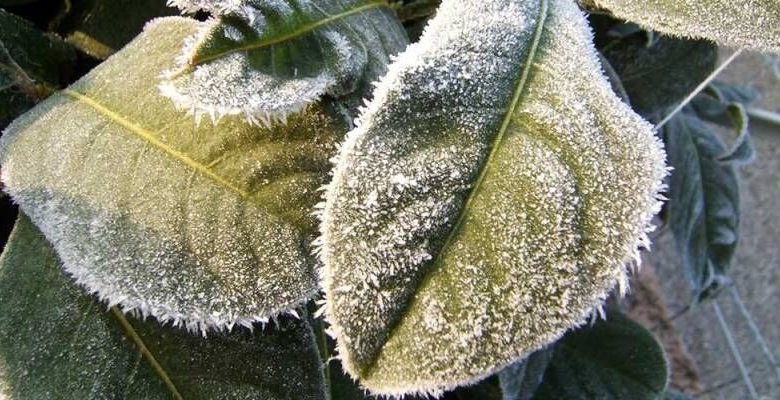 سرما در کمین باغ‌های قیروکارزین