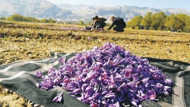 سطح زیر کشت 50 هکتاری گیاهان دارویی در شهرستان سیرجان
