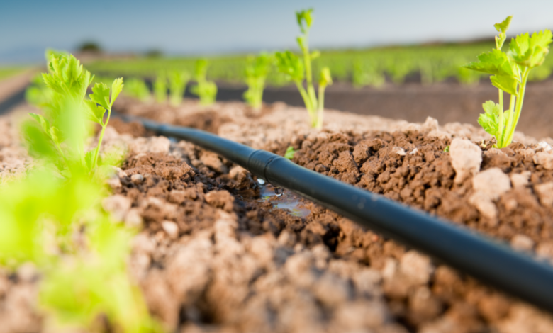 صرفه‌جویی 30 درصدی در مصرف آب و زمان آبیاری از مزایای کشت روی پشته