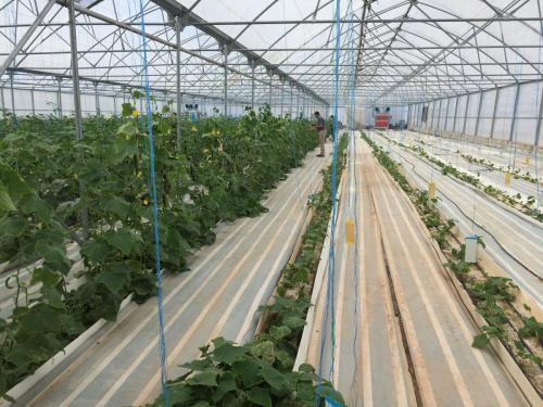 ضرورت افزایش سهم تسهیلات بانکی طرح‌های گلخانه‌ای و صنایع تکمیلی