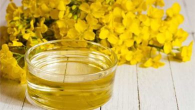 میزان تولید کلزا در کشور 7 برابر شد