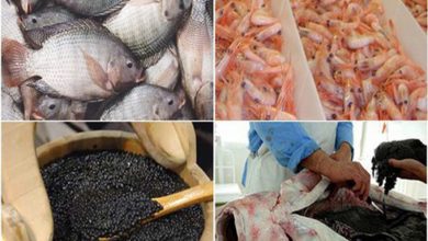 نمایشگاه دام و طیور، شیلات، آبزیان و جشنواره غذاهای دریایی بوشهر 98