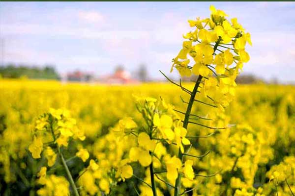 پیش‌بینی برداشت 3 برابری کلزا نسبت به سال گذشته