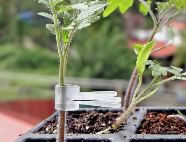 پیوندزدن سبزيجات