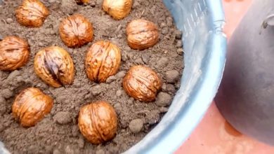 کمبود منابع آبی و سوءمدیریت دو معضل استان مرکزی در کشت گردو
