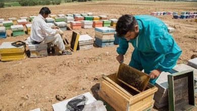 کوچ 25 زنبور دار با 13 هزار کلنی به میناب