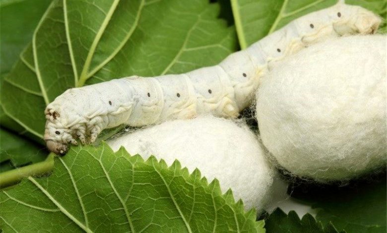 ۲۰۸ تن پیله‌ ابریشم در خراسان شمالی تولید شد