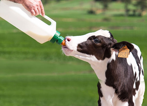 ﺟﻴﺮه ﻏﺬاﻳﻲ گوساله‌ها