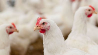 اهمیت مدیریت گلۀ مرغ مادر