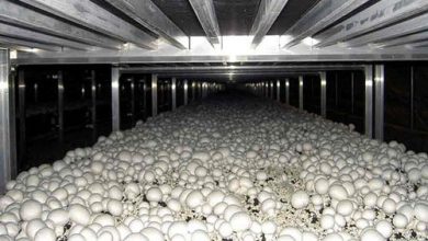 آماده كردن سالن جهت توليد و پرورش قارچ