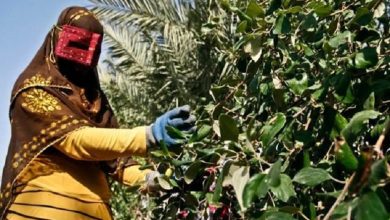 اجرای طرح ۲۰ هزار هکتاری اصلاح باغات در استان هرمزگان