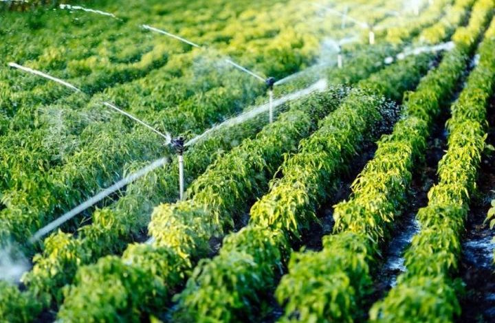 اجرای طرح‌های آبیاری نوین در سطح 34 هزار هکتار از اراضی کشاورزی خراسان شمالی