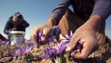 افزایش سطح زیر کشت زعفران در شهرستان زرند