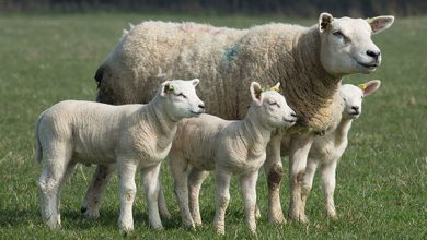 اهمیت تغذیه در میش‌های آبستن