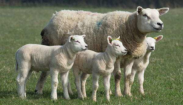 اهمیت تغذیه در میش‌های آبستن