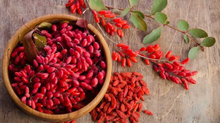 برای نخستین بار در ابرکوه ، ۲.۵ تن محصول زرشک خشک برداشت شد