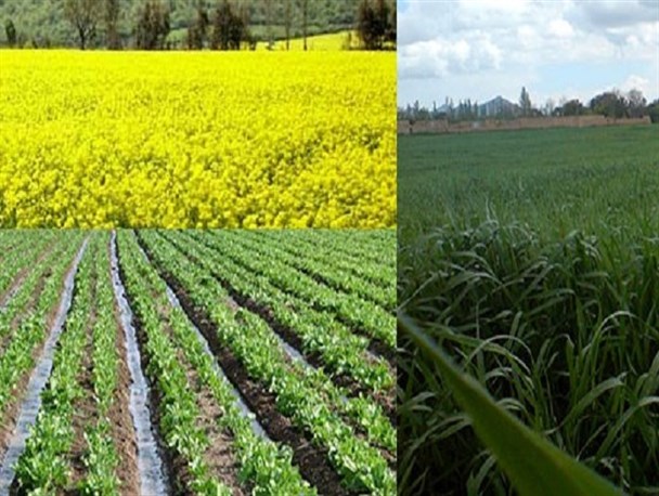 برای نخستین‌بار کشت توام کلزا و نیشکر در مزارع خوزستان