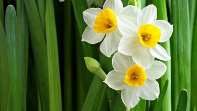 برداشت 101 میلیون شاخه گل نرگس از مزارع استان خوزستان