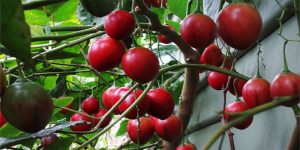 تاماریلو؛ گوجه فرنگی درختی