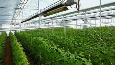 تاکید بر اهمیت توسعه گلخانه‌ها در رونق تولید و اشتغال پایدار در میاندوآب