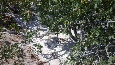 توصیه‌های سازمان جهاد کشاورزی خراسان رضوی به پسته‌کاران