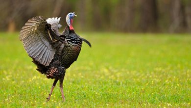 تولید 600 تن گوشت بوقلمون در استان خوزستان