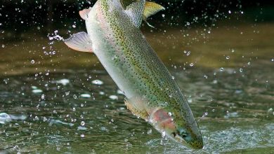 تولید سالانه ۲۰ تن ماهی قزل آلا و اشتغالزایی برای ۴ نفر